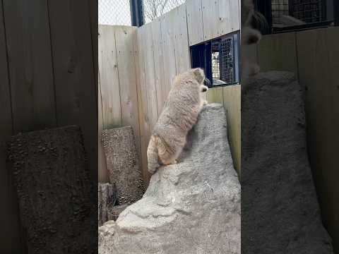 shorts オリちゃんが(一旦)帰る様子を‥ マヌルネコ　埼玉県こども動物自然公園にて　2026年3月7日 サムネイル