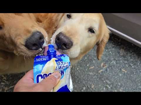 蒸し暑かった半年前の今日はヒンヤリ冷たいオヤツが嬉しいゴールデンレトリバー　2025年6月27日 サムネイル