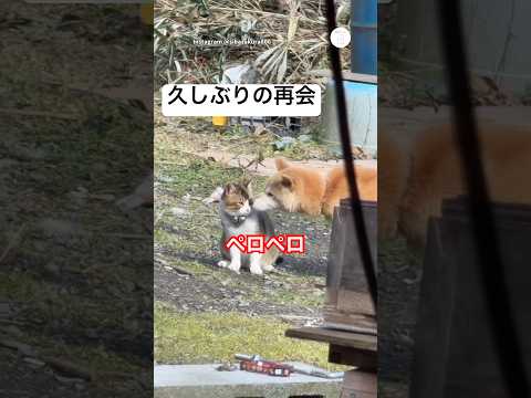 久しぶりの再会　帰ってきた野良猫を舐める柴犬　　柴犬　犬　猫　かわいい 犬のいる暮らし サムネイル