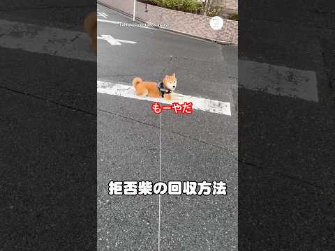 拒否中の柴犬、ある一言で動き出す瞬間　　柴犬　犬　いぬ　犬のいる暮らし 面白い サムネイル