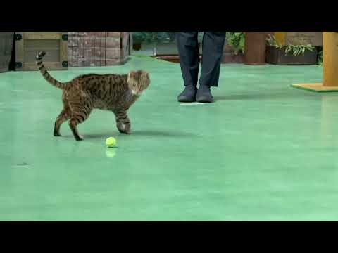 ハンターウーロン！なかなか見れない猫によるショー ザ・キャッツ(午前)    那須どうぶつ王国にて　2026年4月26日 サムネイル