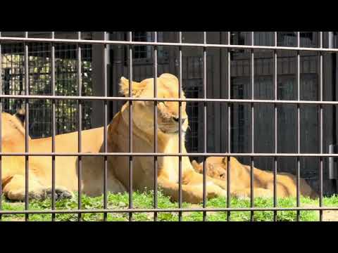 あ！こども達が起きた！！　ライオンファミリー　のんほいパークにて　2026年4月3日 サムネイル