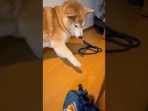 柴犬福 母に交渉をするマザコン柴犬🤣Mother's boy🤣shorts funny 柴犬 funnydog dog… サムネイル