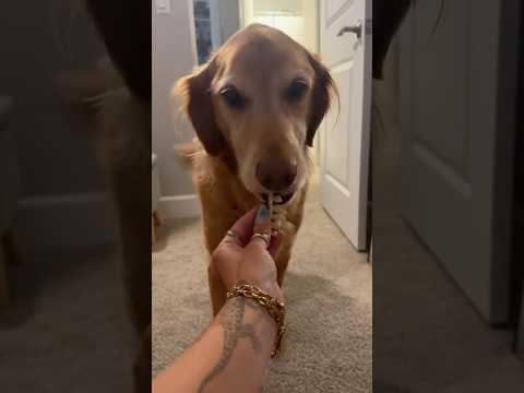 dog-tor coby to rescue🛟goldenpup puppy goldenpupppy dogbree… サムネイル