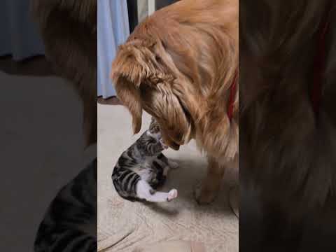 色気づいてきたかな？ゴールデンレトリバーのイロハと中猫キビの関係。 goldenretriever 大型犬のいる生活… サムネイル