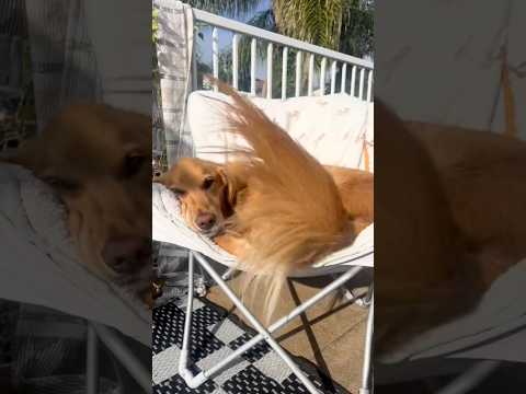 Golden retriver hug me india dog goldenretreiver dogbreed f…