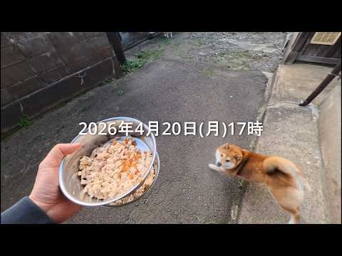 ウラニワ地震速報【特別放送枠】 サムネイル