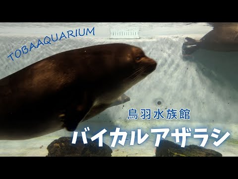 【鳥羽水族館】元気に泳ぐ！鳥羽水族館のバイカルアザラシ✨ サムネイル
