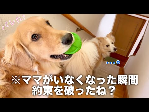 ママが居なくなった瞬間に悪いことをする犬...【ボーダーコリー・ゴールデンレトリバー】 サムネイル