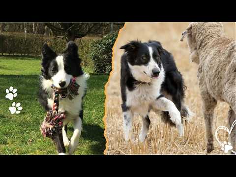 You Won’t Believe How Smart Border Collies Really Are サムネイル