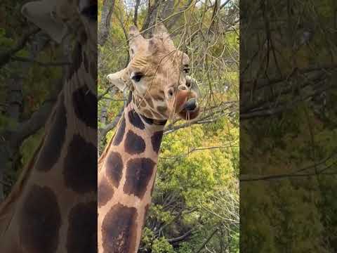 shorts モグモグ リョウくん　キリン　浜松市動物園にて　2026年4月5日 サムネイル