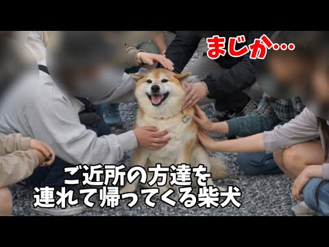 【まじか】ご近所の家を渡り歩き最終的に連れて帰ってくる柴犬が凄すぎました… サムネイル