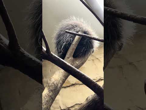 shorts カナダヤマアラシさん　木の上に❣️ 那須どうぶつ王国　IMG 0086 サムネイル