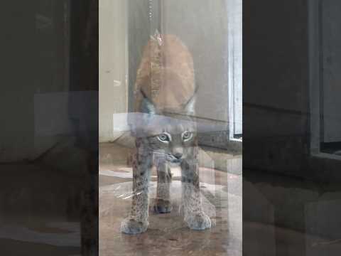 shorts ヨーロッパオオヤマネコのハヅキ母さん 京都市動物園 2026年7月19日