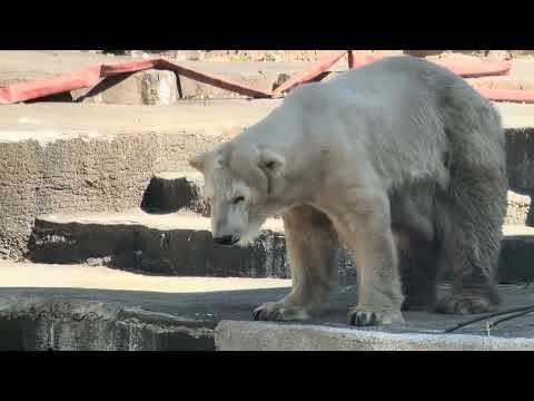 ありがとうバフィンさん　安らかに🌈　ホッキョクグマ　浜松市動物園　2026年3月15日撮影 サムネイル