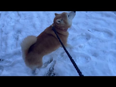 柴犬福 雪好きな柴犬🤩Shiba-Snow🤩 サムネイル