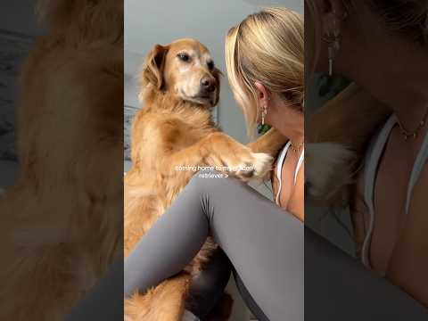coming home to my golden retriever🥵goldenretreivers dog pup… サムネイル