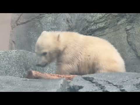 朝のモグモグ 親子☺️    ホッキョクグマ　秋田県男鹿水族館GAOにて2026年5月1日 サムネイル