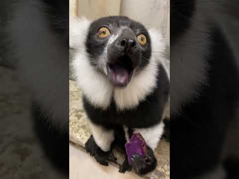 紫色が似合う男ヘイジ君♫shorts 動物 動物園 サムネイル