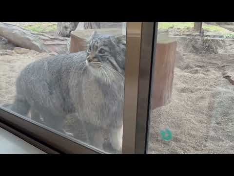 みんなをメロメロにするワ〜っとアブリコースちゃん☺️ マヌルネコ　那須どうぶつ王国にて　2026年3月27日