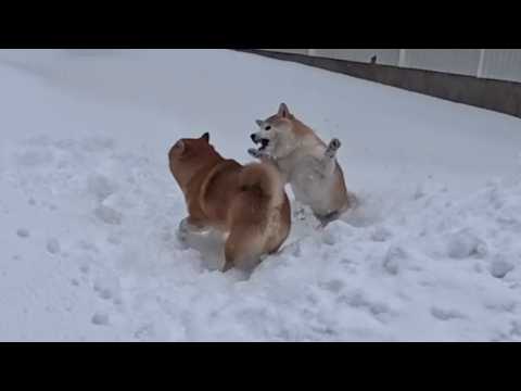 2026年2月21日(土) くるんくるんと舞い踊る雪の妖精たち🍞🍞 サムネイル