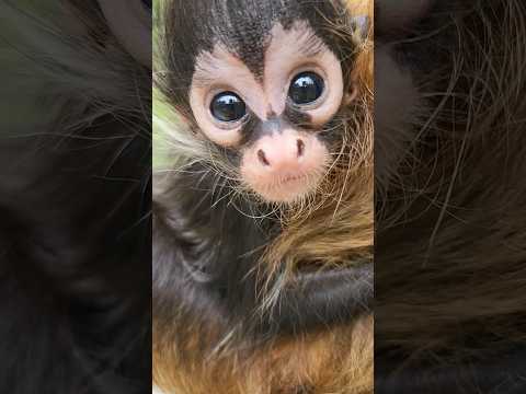 お目目キラキラジェフロイクモザルの赤ちゃん 東武動物公園 animals 赤ちゃん 動物 動物園 ジェフロイクモザル…