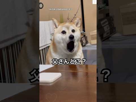 『父さんどこ？』口を大きく開けて必死な柴犬　柴犬　犬　犬のいる暮らし いぬ shorts サムネイル