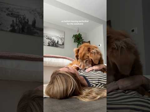 coming home to my golden retriever🥵goldenretreivers dog pup… サムネイル