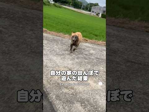 田んぼで遊んで泥まみれになったゴールデン　　ゴールデンレトリバー 大型犬　犬　かわいい犬 面白い犬 サムネイル