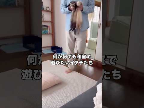 普段はママが絶対に入れてくれない和室が開放されてるから強い意志で和室に入ろうとするイタチたち イタチ フェレット エキ… サムネイル