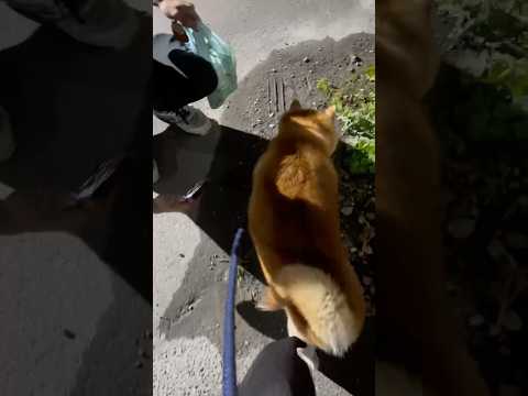 柴犬福 兄をスルーする柴犬、姉カメラver.🤣Brother and Shiba🤣姉と柴 兄と柴 shorts 柴犬… サムネイル