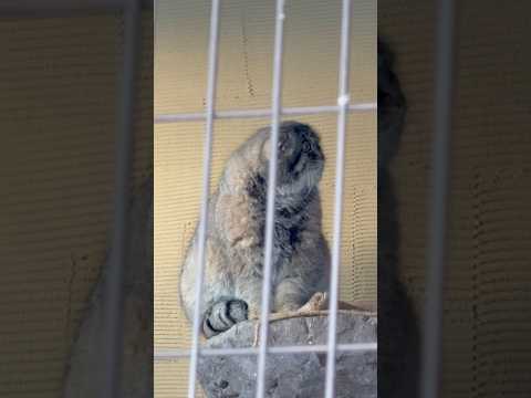 #shorts 工事を見ていたグルーシャくん　マヌルネコ　旭山動物園　2025年12月20日 サムネイル