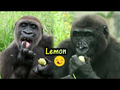 Ringo, Jabali enjoyed the lemon very much😋金剛猩猩Ringo,Jabali首…