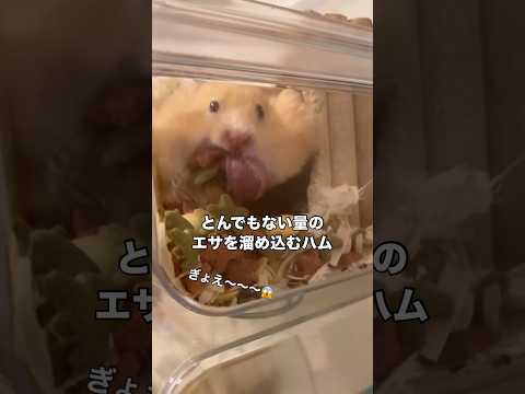 小さな体から想像できないほど口の中に頬張っていたハムスターが一気にエサを放出しました ハムスター キンクマハムスター… サムネイル