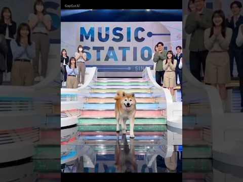 柴犬福 福ちゃんかわちい音頭でMステ出演を夢見るジョンフクさん🤣Shiba-M sta🤣shorts 柴犬 japan… サムネイル