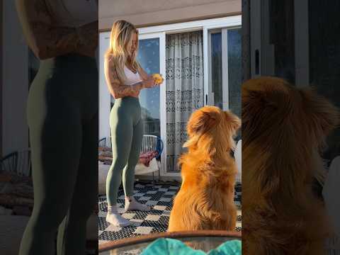 coming home to my golden retriever🥵goldenretreivers dog pup… サムネイル