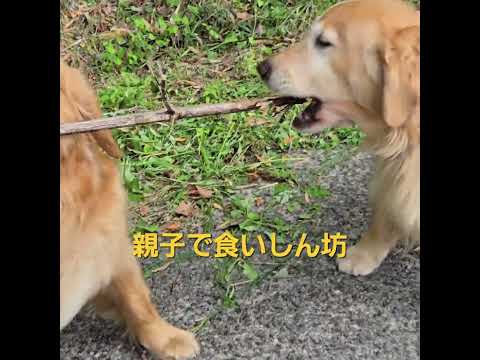 竹を食べて美味しいのかな？ goldenretriever 大型犬のいる生活 ゴールデンレトリバー shorts 散歩… サムネイル