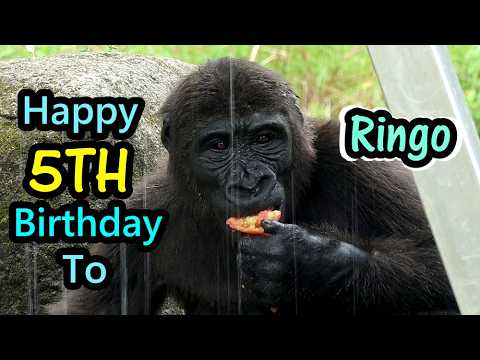Happy 5th Birthday to Ringo 💕祝金剛猩猩Ringo 5歲生日快樂! gorilla
