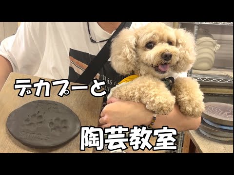 大きいトイプードルと初めての陶芸教室【デカプー】【トイプードルのロアくん】【toy poodle】 サムネイル