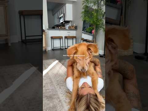 golden retriever puppies for sale🥵india retreiver dog puppy… サムネイル