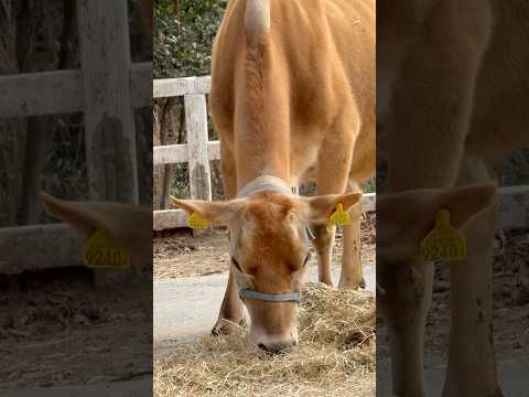 shorts モネちゃん(？)   埼玉県こども動物自然公園にて　2026年3月6日 サムネイル