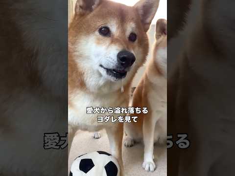 愛犬から溢れ落ちるヨダレを見て飼い主が達した境地 柴犬 よだれ shorts サムネイル