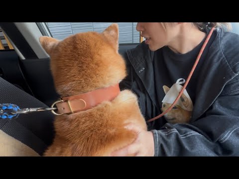 柴犬福 共和国なのに戴冠式に出席するボク・プリチ一世🤣Sister and Shiba🤣 サムネイル