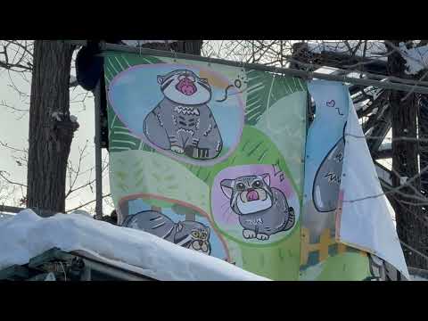 モデルはマヌルネコのグルーシャくん？新しい幕を取り付けてました☺️ 旭山動物園にて　2025年12月19日 サムネイル