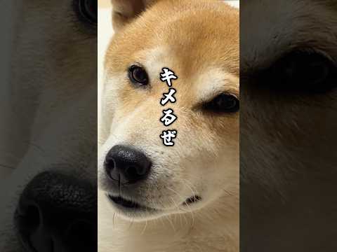 飼い主に付き合う柴犬が吠えました サムネイル