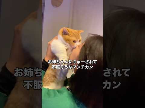お姉ちゃんのことは大好きだけどちゅーは流石に受け入れられないマンチカン マンチカン 茶トラ 短足マンチカン 短足 サムネイル