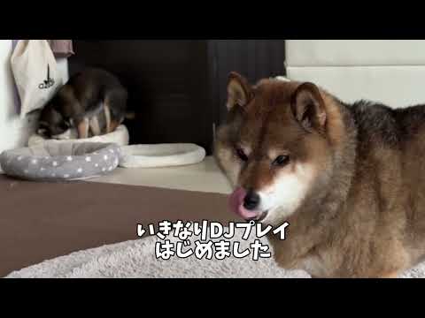 柴犬の恩返し？大好きなパートナーのために人肌脱ぐ胡麻柴 サムネイル