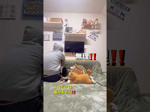 こたつの陣地とり合戦🤣#柴犬 #チワワ #shorts サムネイル