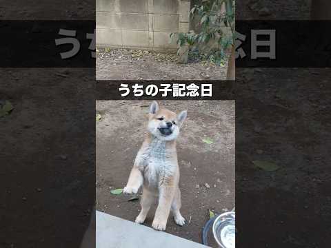 あっという間の4年。これからも一緒に素敵な毎日を過ごしていこうね！　柴犬　柴犬とん サムネイル