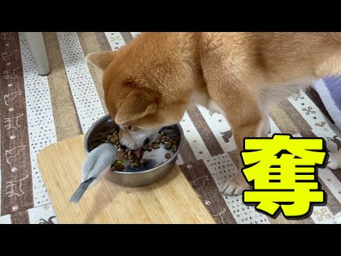 【ドキドキ】文鳥に肉を取られても遠慮気味に食事する柴犬小夏 サムネイル